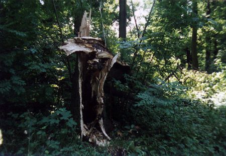 Vichřice - škody v parku zámku
